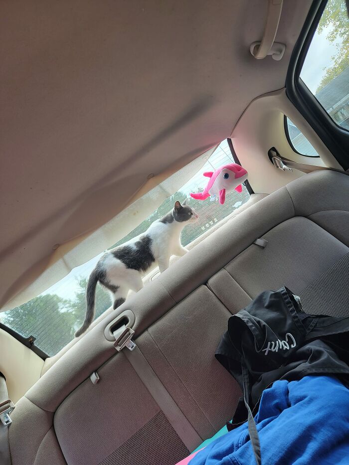 This Is My Car. That Is Not My Cat