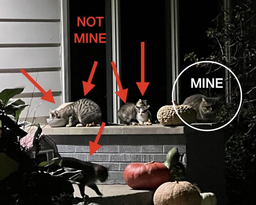 Every day I play the game of “this is not my cat.” On this specific morning I had FIVE bonus cats on my front porch PLUS the not-my-cat that has 4 not-my-kittens in my garage Every day I play the game of “this is not my cat.” On this specific morning I had FIVE bonus cats on my front porch PLUS the not-my-cat that has 4 not-my-kittens in my garage