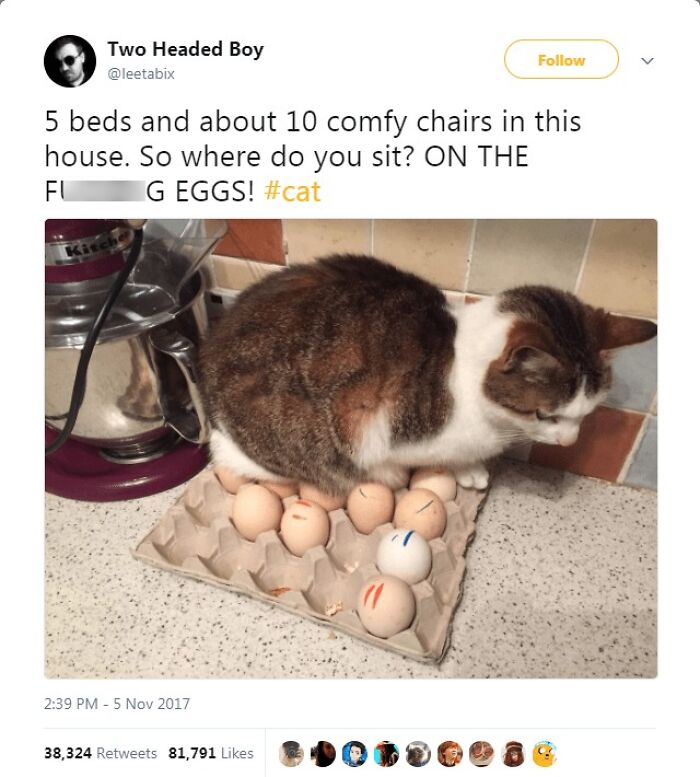 Funny-Cat-Jokes-Memes-Meow-Incorporated