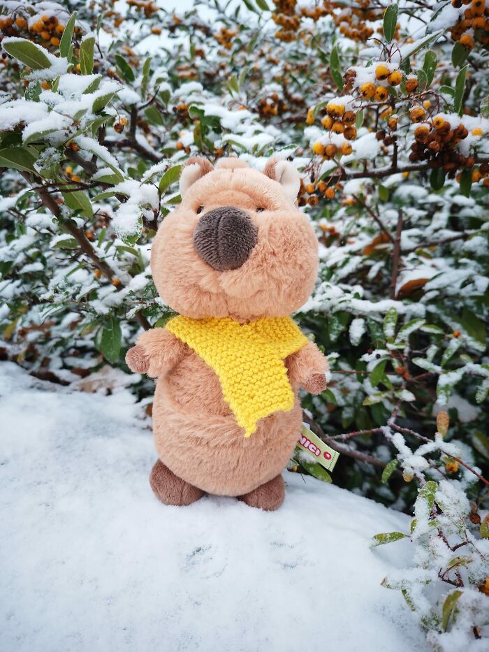 This Is Gary The Quokka, Who Goes On Adventures, And Often Gets Into Trouble!