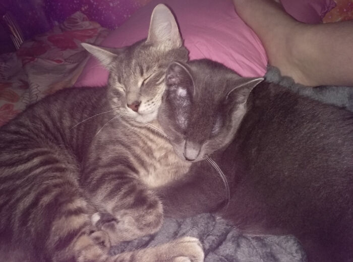 My Cats Ash And Stormy!