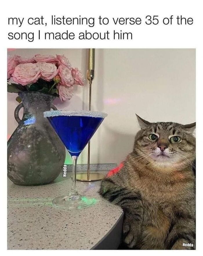 Funny-Cat-Jokes-Memes-Meow-Incorporated