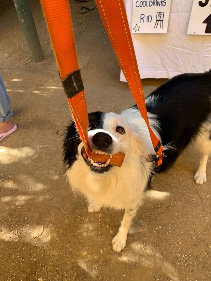 Esta es Olive, es ingobernable