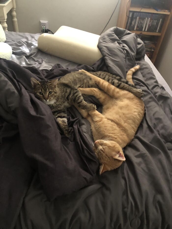 My Orange Boy Brought Home A Boy. You All Could Have At Least Put A Tie On The Door. Judging By How Close They Are, I’m The Last One To Meet This Dark, Handsome Stranger