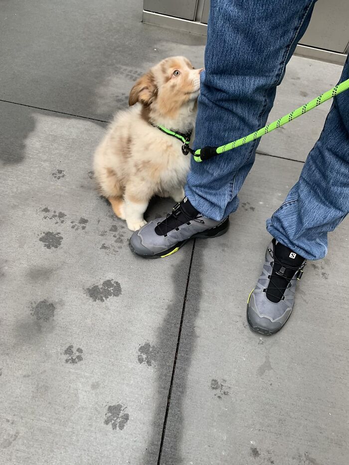 Mundo, conoce a Cappuccino, alias Capitán América, que tiene 6 semanas y va camino de Brasil desde aquí, Nueva York