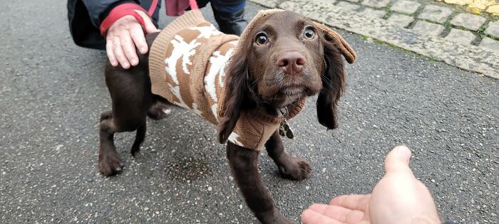 Izzy, de 4 meses de edad, es un Cocker Spaniel. Con jersey a la moda