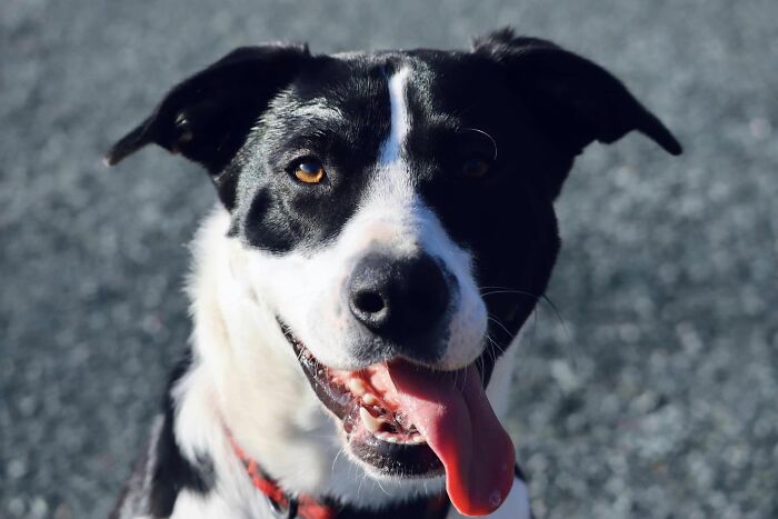 Goodest Girl Named Juno That I Met Today