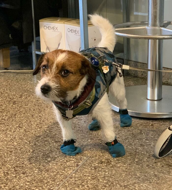 Hice compañía a este pequeño caballero mientras su dueña iba al baño