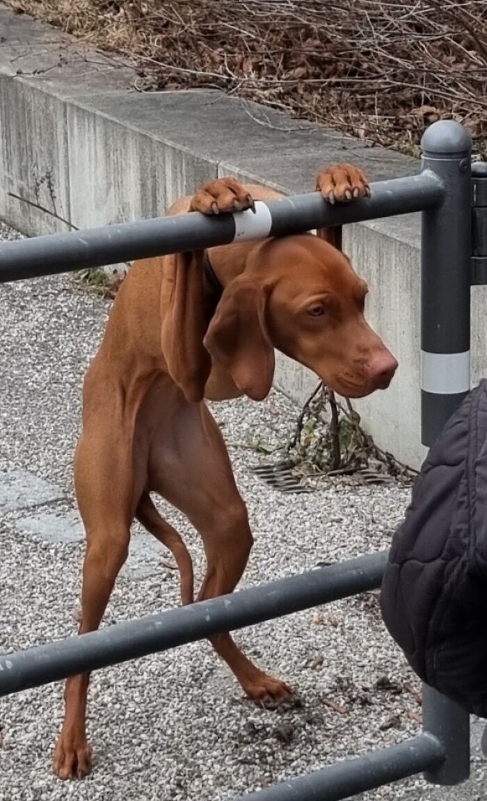 Vi a este adorable perrito posando para su dueña en Múnich, Alemania