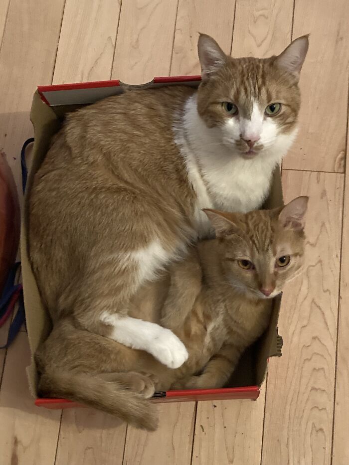 Ernie And Billie. Both Rescues. He Is Three Years Old, And She Is 8 Months. They Bonded From The Instant They Met