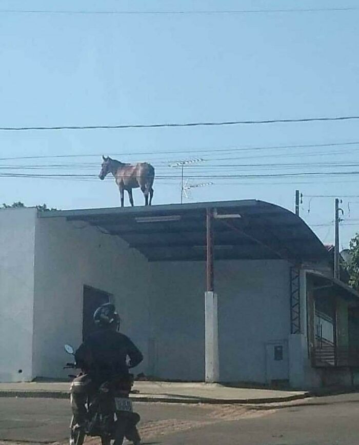 Funny-Weird-No-Context-Pics