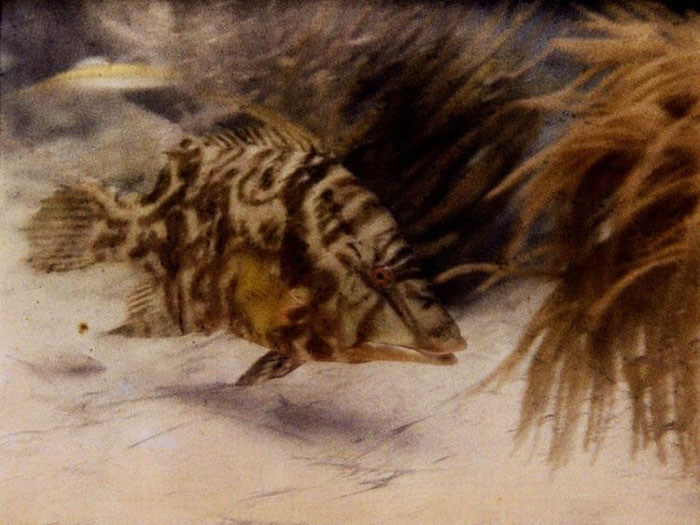 First Color Underwater Photo (1926)