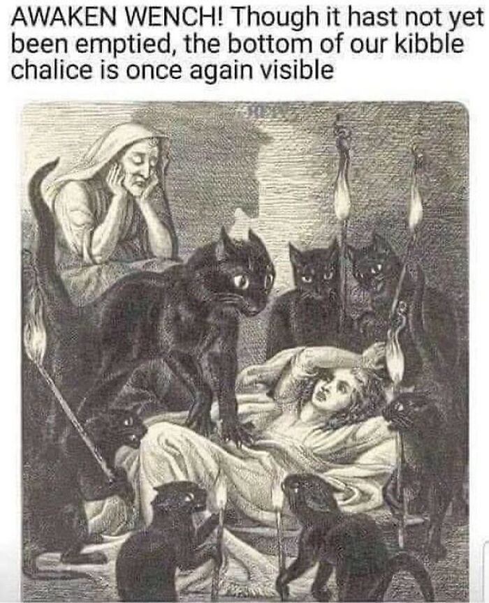 Funny-Cat-Jokes-Memes-Meow-Incorporated