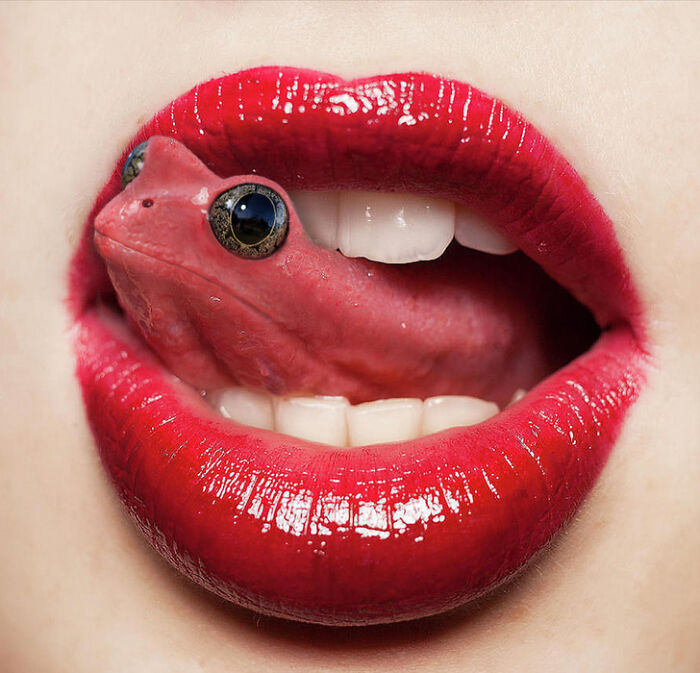 A Photoshop Artist Uses His Imagination To Insert Animals Where You Wouldn't Expect Them To Be ( 18 Pics)