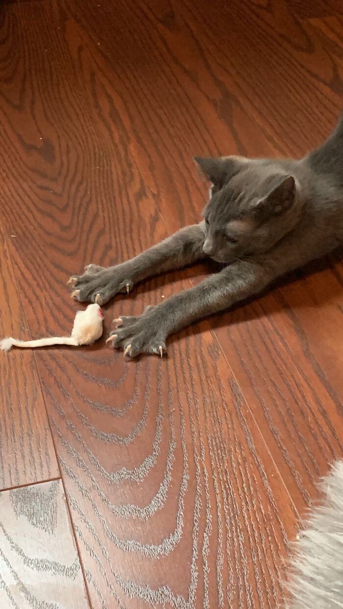 The Blurry Murder Mittens Of Baby Evan