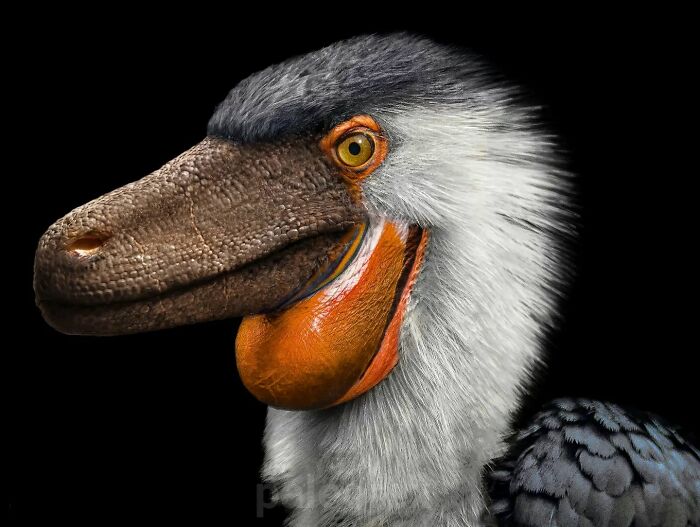 Illustration of a long-extinct animal showing detailed feathers and textured skin on its beak against a black background.