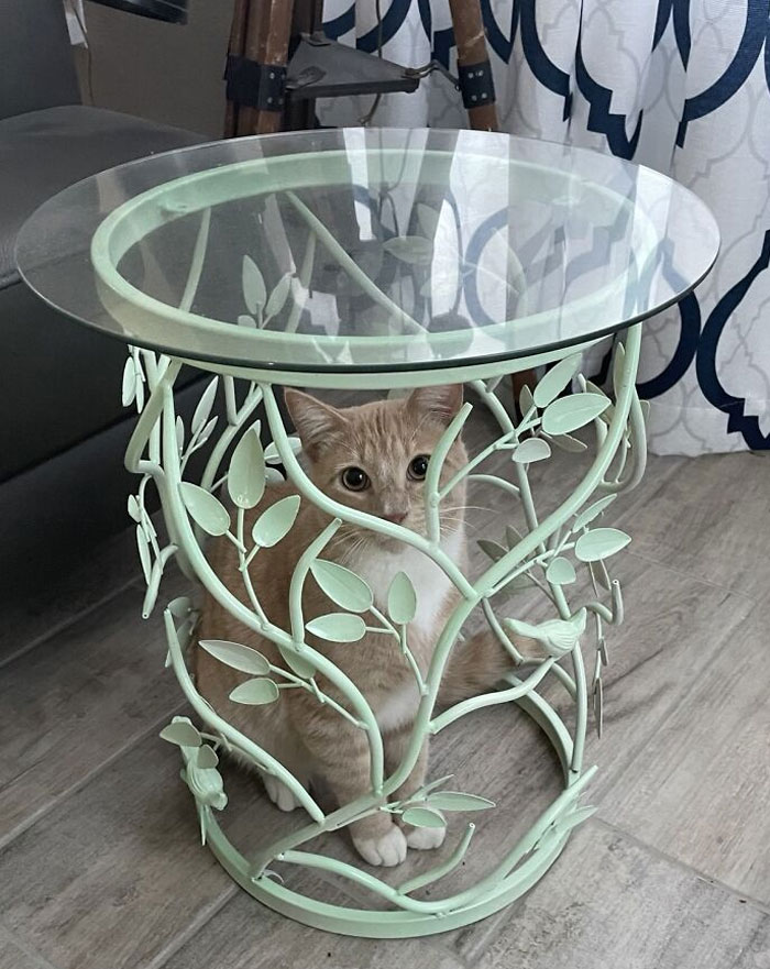 This Dumb Idiot Wouldn’t Stop Yelling About How It’s Stuck When It Got In There In The First Place