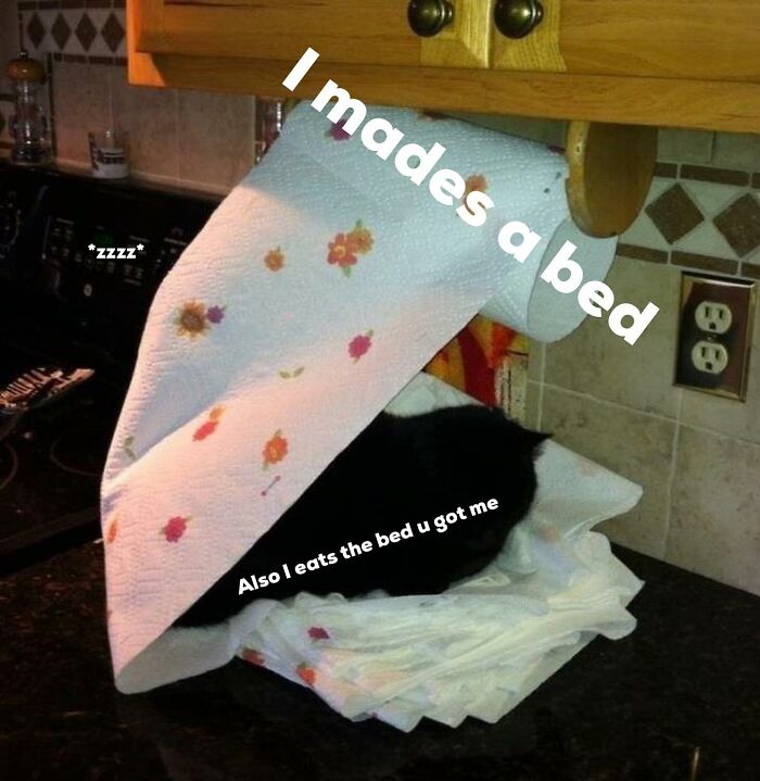 Funny-Cat-Jokes-Memes-Meow-Incorporated