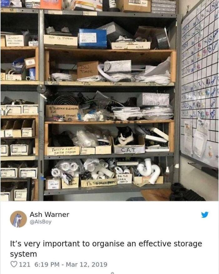 Funny-Cat-Jokes-Memes-Meow-Incorporated