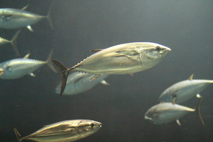 30 Of The Most Unusual, Most Mysterious, Or Just Weird Things Seafarers Ever Experienced During Their Journeys