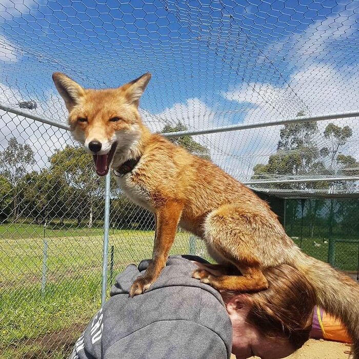 A Family-Run Farm Adopted A Rescue Fox That Has Formed An Inseparable Bond With An 11-Year-Old Girl
