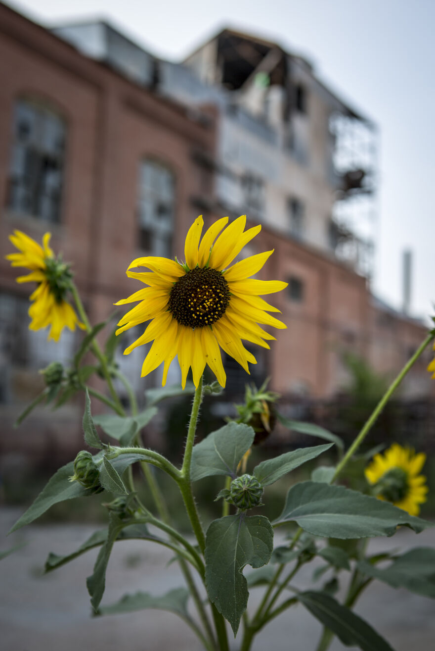 Reckless Abandon: The American West