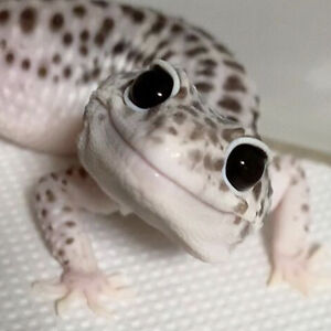 JoTheLizard(she/they)