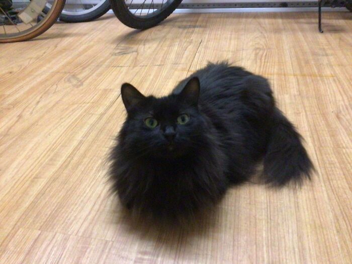 Found This Little Panther In My Backyard. She Is Shy, But Has Very Good Character