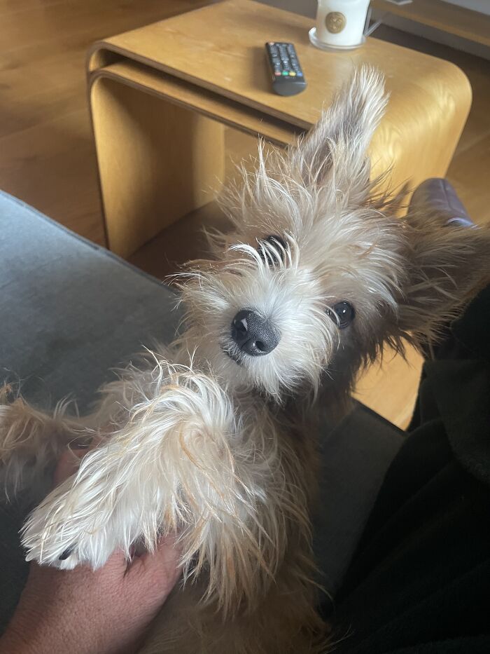 Taxi “The Tax”, Known Also As The Taxmaniandevil