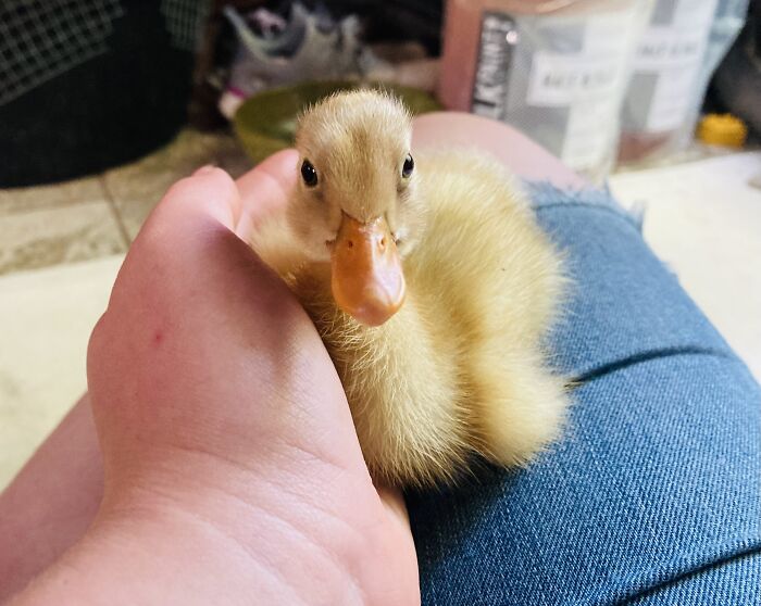 My Little Singleton. She Follows Me Everywhere!