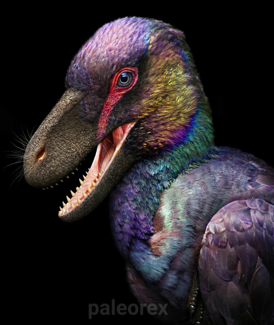 Dromaeosaurus