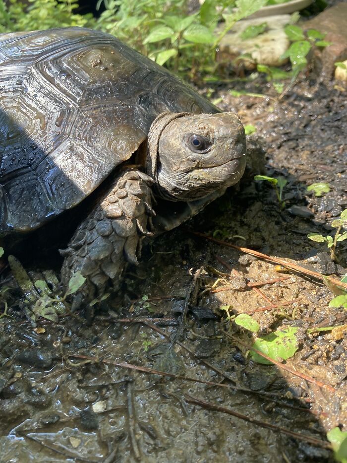 Neo, The Sweetest Emys Emys