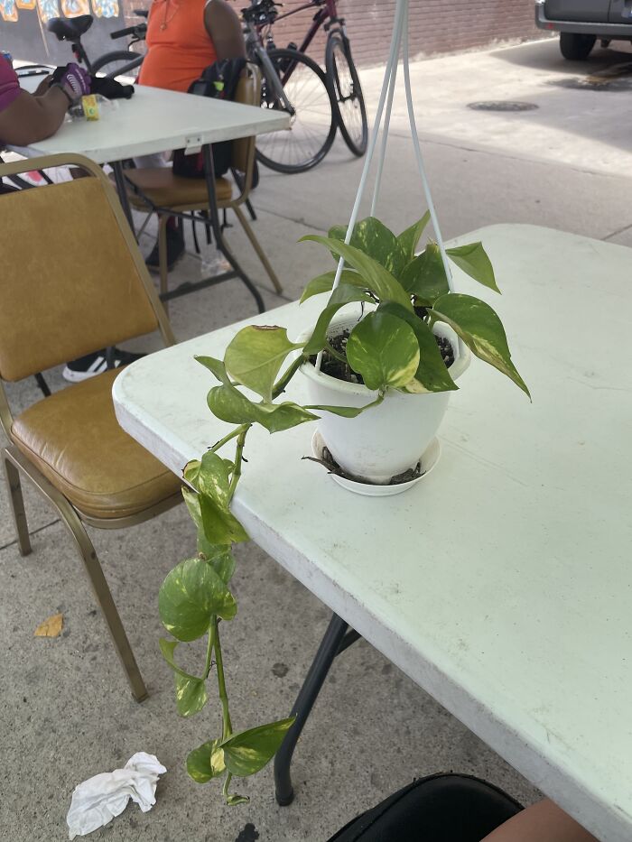 My Beautiful Pothos. Her Name Is Jane