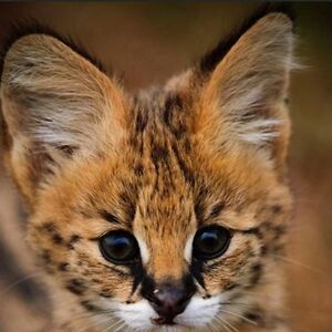 aliceaimee888 avatar