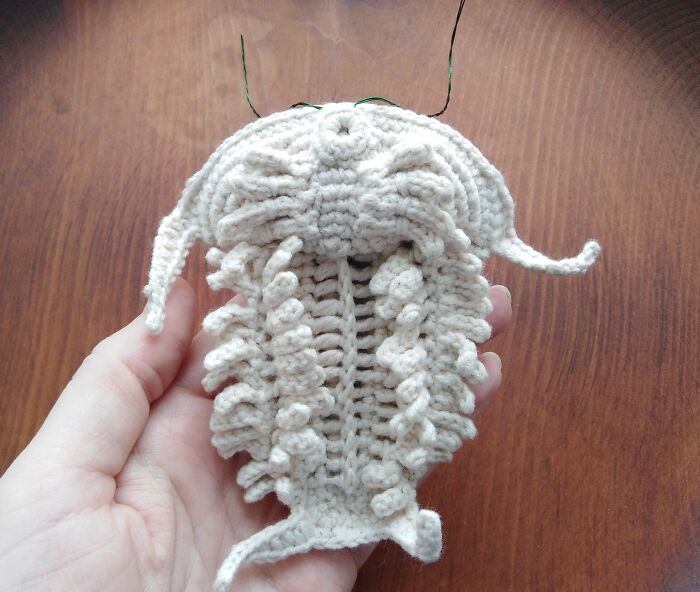 My Trilobite Fossil (4 Pics) My Trilobite Fossil (4 Pics)