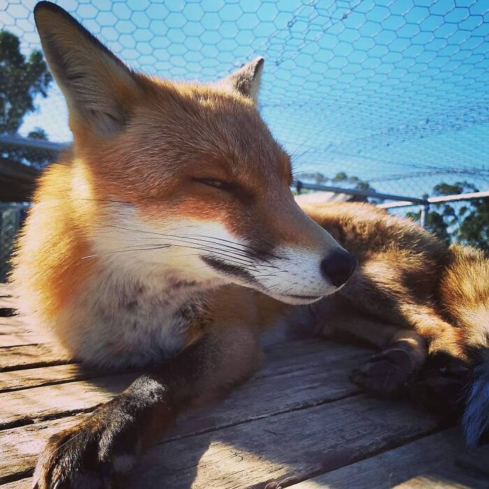 A Family-Run Farm Adopted A Rescue Fox That Has Formed An Inseparable Bond With An 11-Year-Old Girl