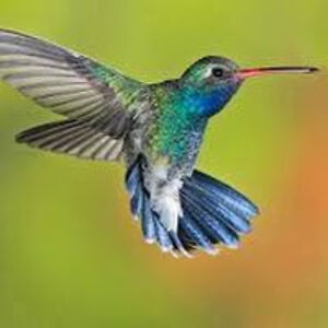 angieraulston avatar