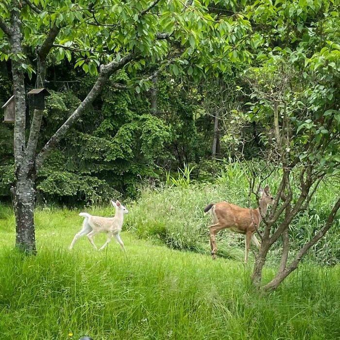 The Deer On My Mom's Property Had An Albino Baby