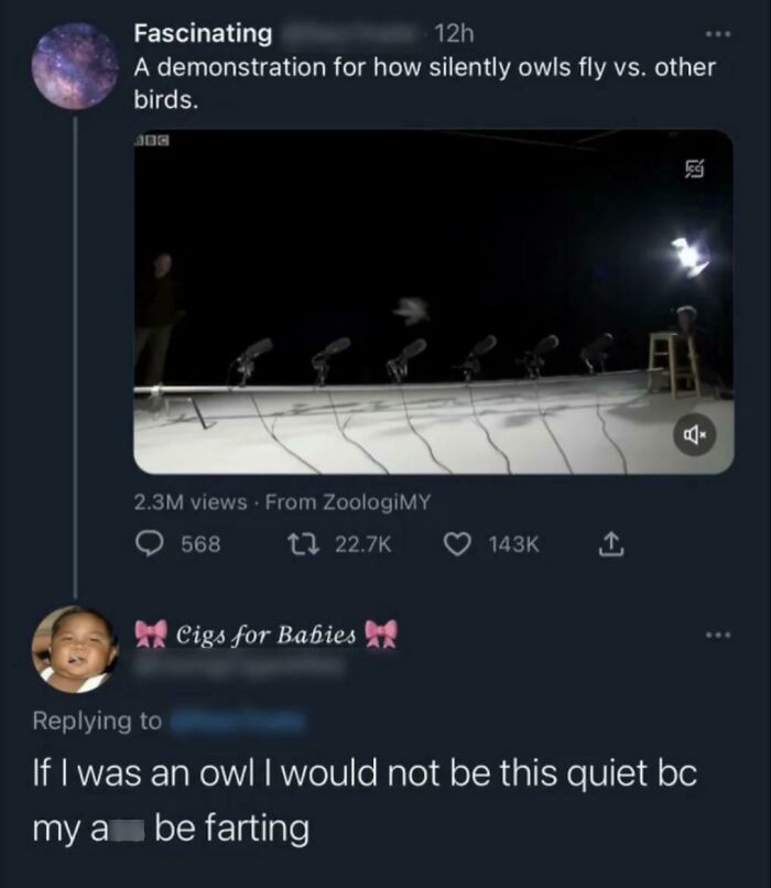 Owls