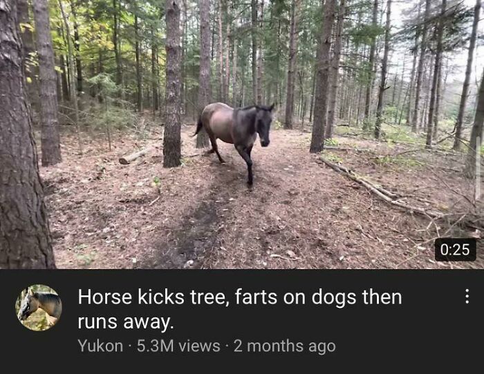Farts On Dog