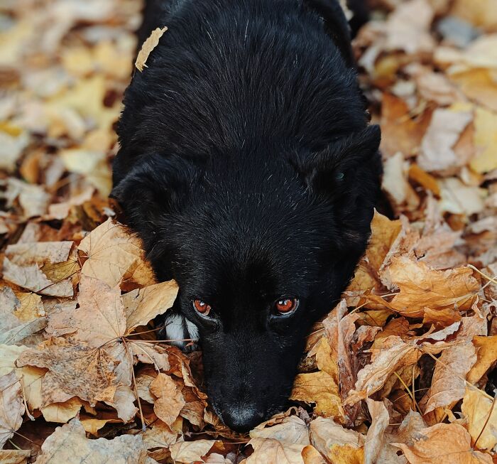 Schipperke lying in the leaves 
