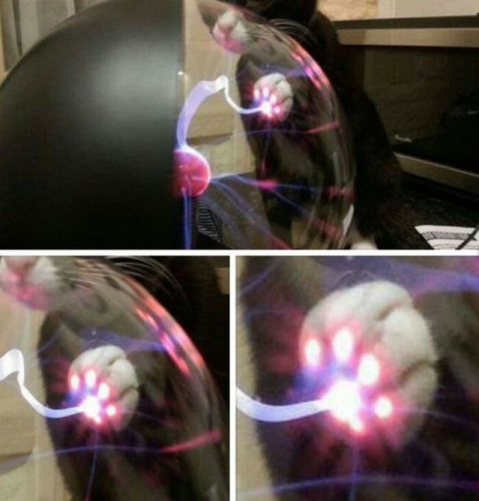 This Is What Happens When A Cat Touches A Plasma Ball