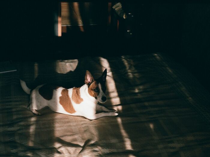 Basenji sitting on the bed 