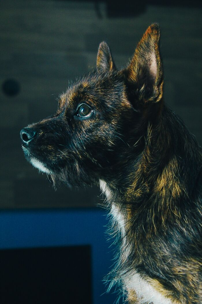 Black and gold Cairn Terrier