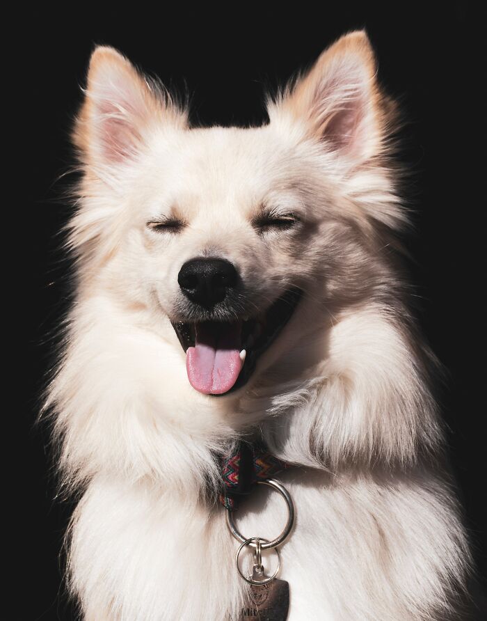 American Eskimo Dog wearing a leash 