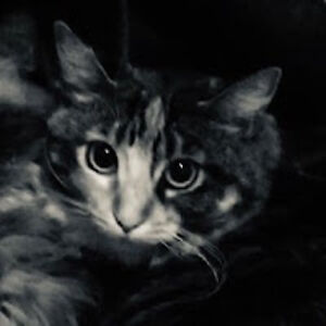 elliechronicles avatar