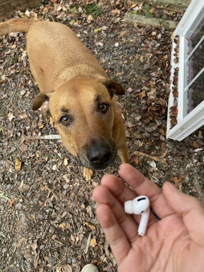 I Was At Work And This Doggy Kept Dragging At My Pants And Brought Me To My Airpod That I Couldn’t Find For A Week. Thanks Doggy, Pat Pat