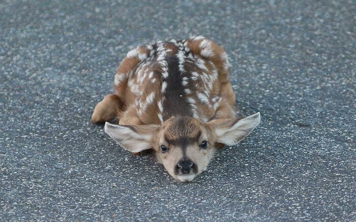 A Fawn I Saw "Hiding" In Plain Sight. He Thinks He's Totally Invisible