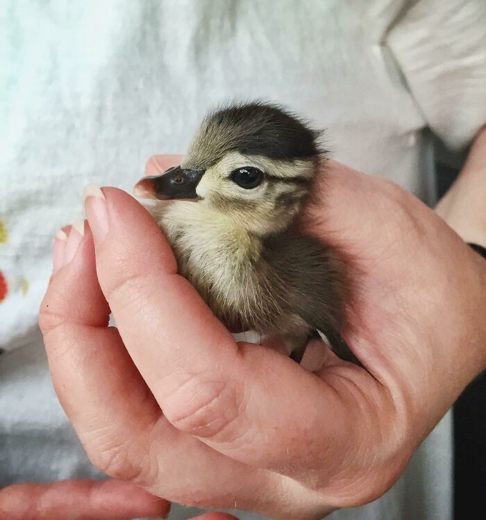 Found This Little Bugger Trying To Cross 5 Lanes Of Traffic All By Himself