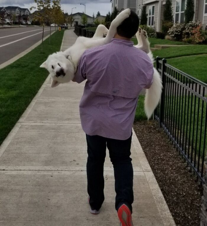 Halfway Through Our Walk, He Decided He Was Done